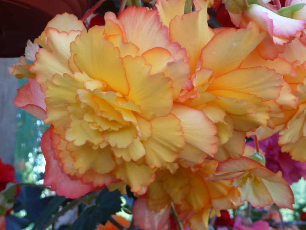 B. ‘Linda’